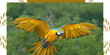 parrot wings