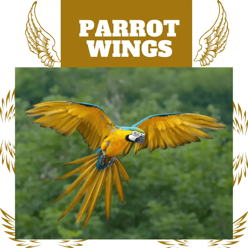 parrot wings