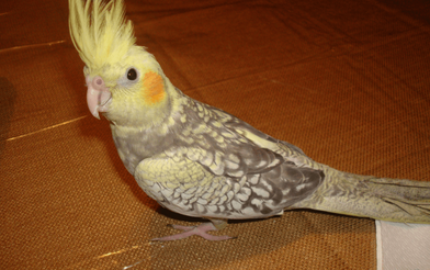 cinnamon pied cockatiel