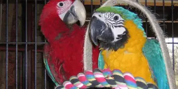 poisoning of parrots with toxic fumes