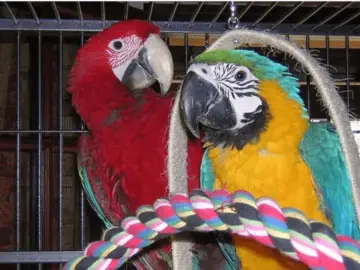 poisoning of parrots with toxic fumes
