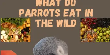 what do parrots eat