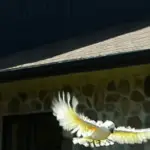 wings of parrot