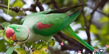 Alexandrine Parakeets