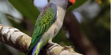 Blue rumped Parrot