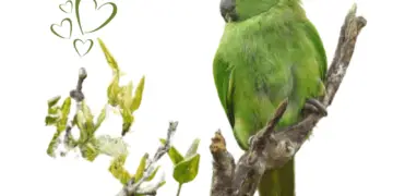 Echo Parakeet