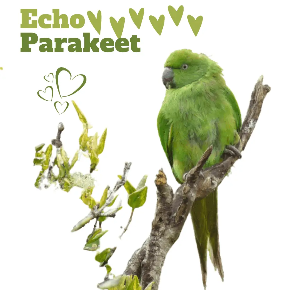Echo Parakeet