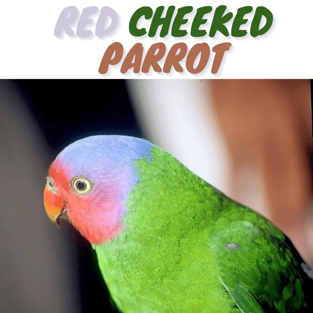 Red Cheeked Parrot