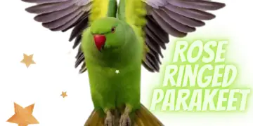 Rose ringed Parakeet