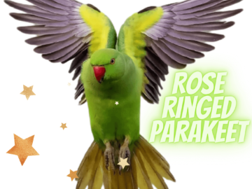 Rose ringed Parakeet