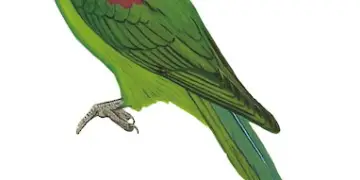 Seychelles Parakeet