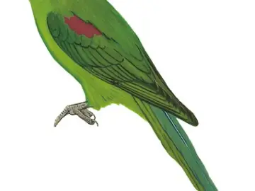 Seychelles Parakeet
