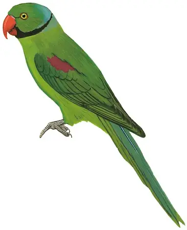 Seychelles Parakeet