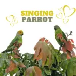 Singing Parrot