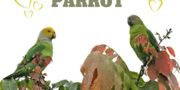 Singing Parrot