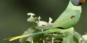 Slaty headed parakeet