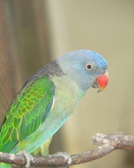 blue-rumped parrot