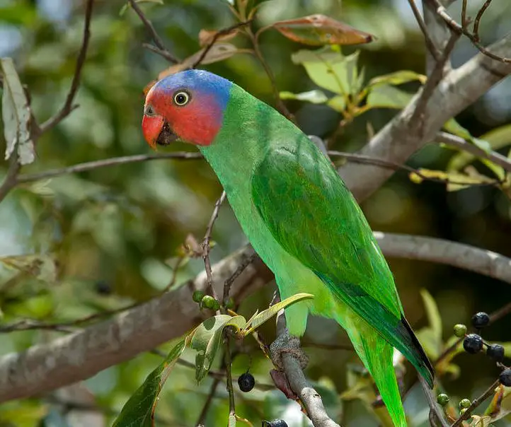 red-cheeked parrot