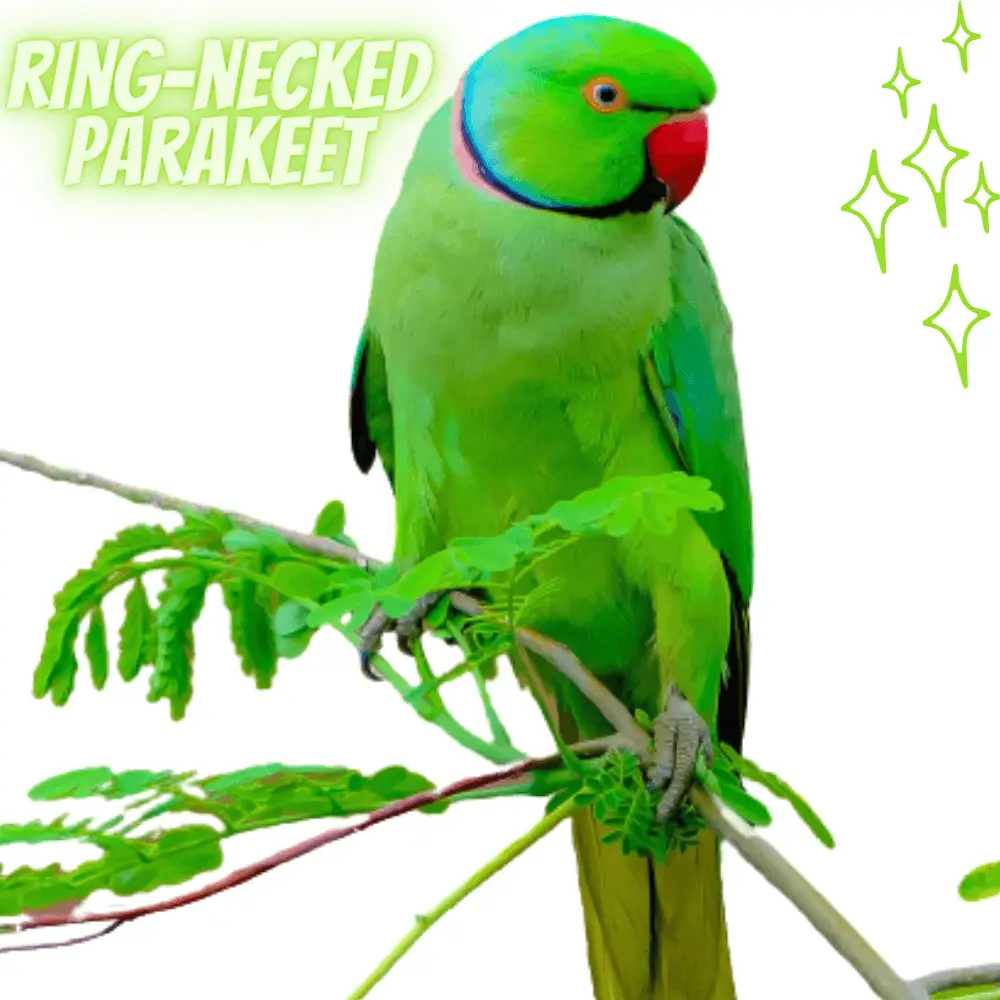 ring-necked parakeet