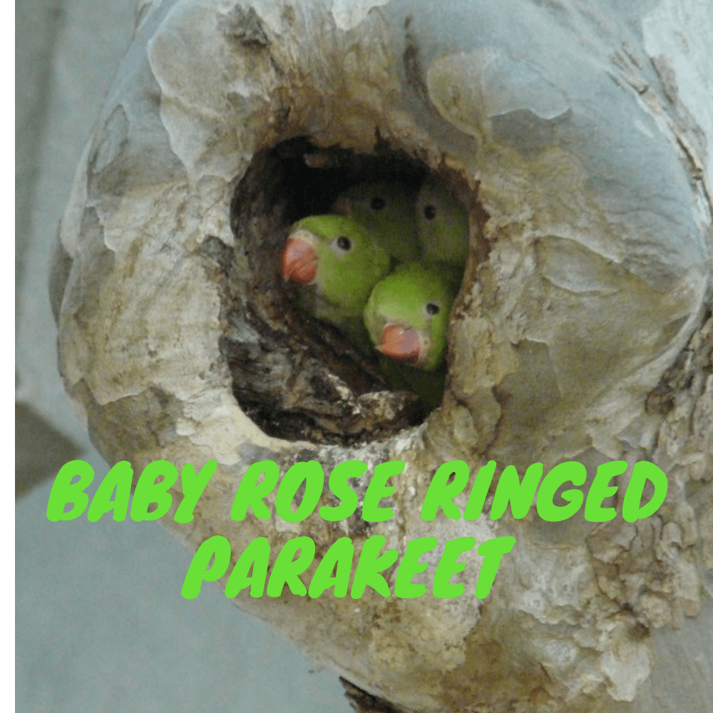 rose ringed parakeet lifespan
