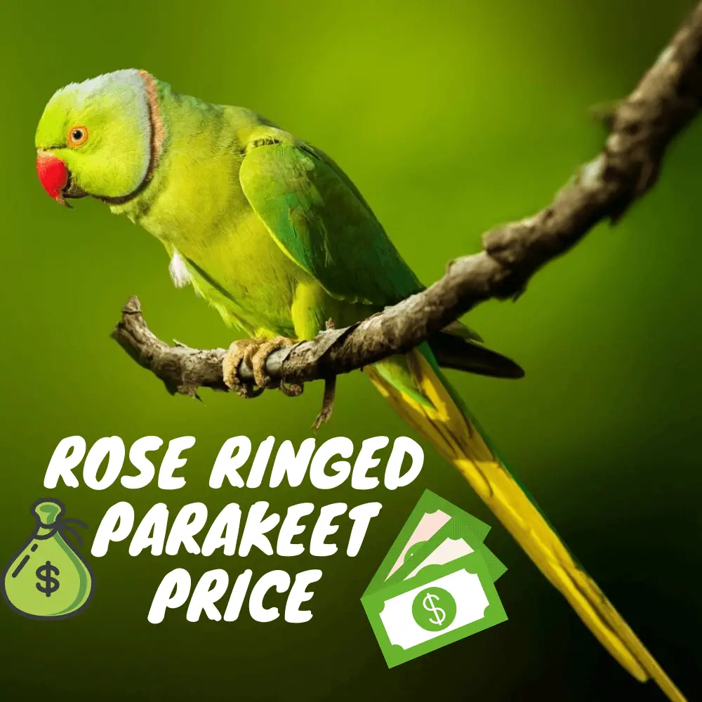 rose ringed parakeet price