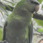 Black lored Parrot
