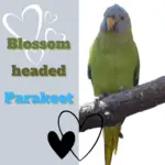 Blossom headed Parakeet