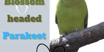 Blossom headed Parakeet