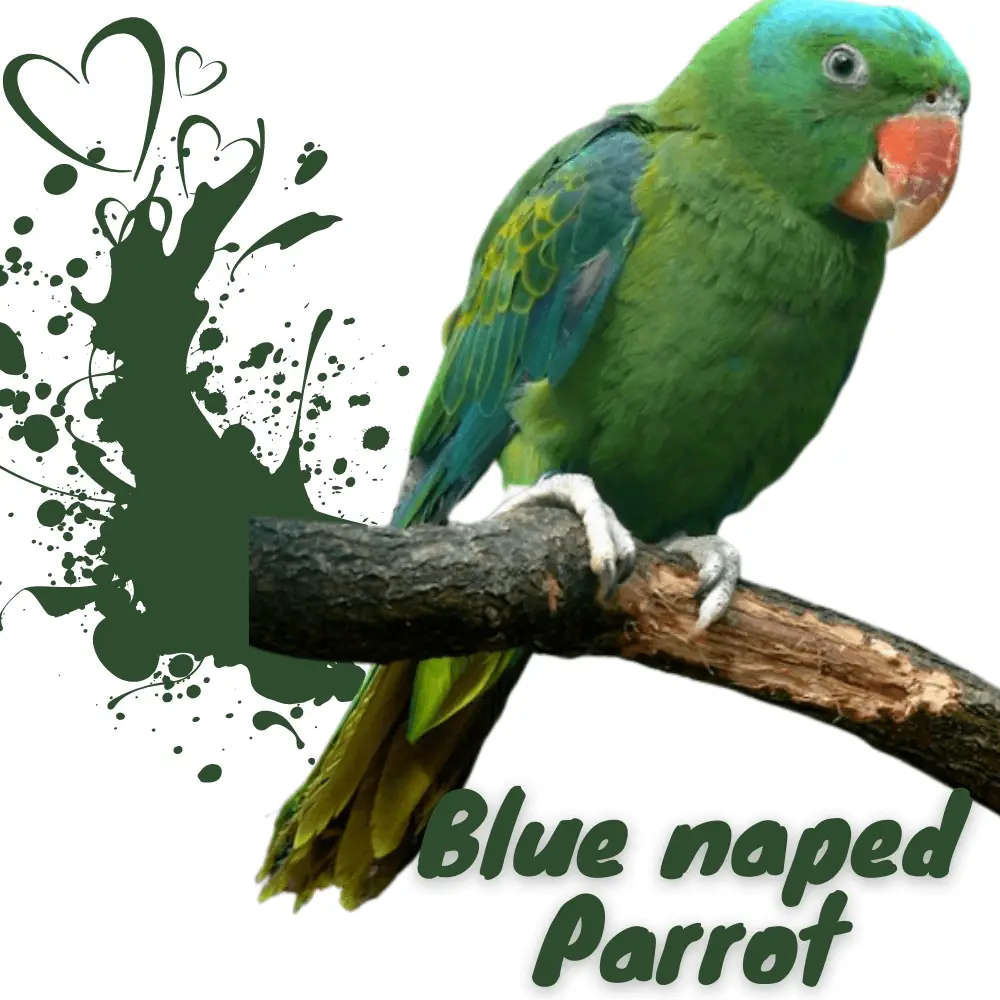 Blue naped Parrot