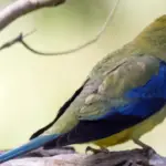 Blue winged Parrot