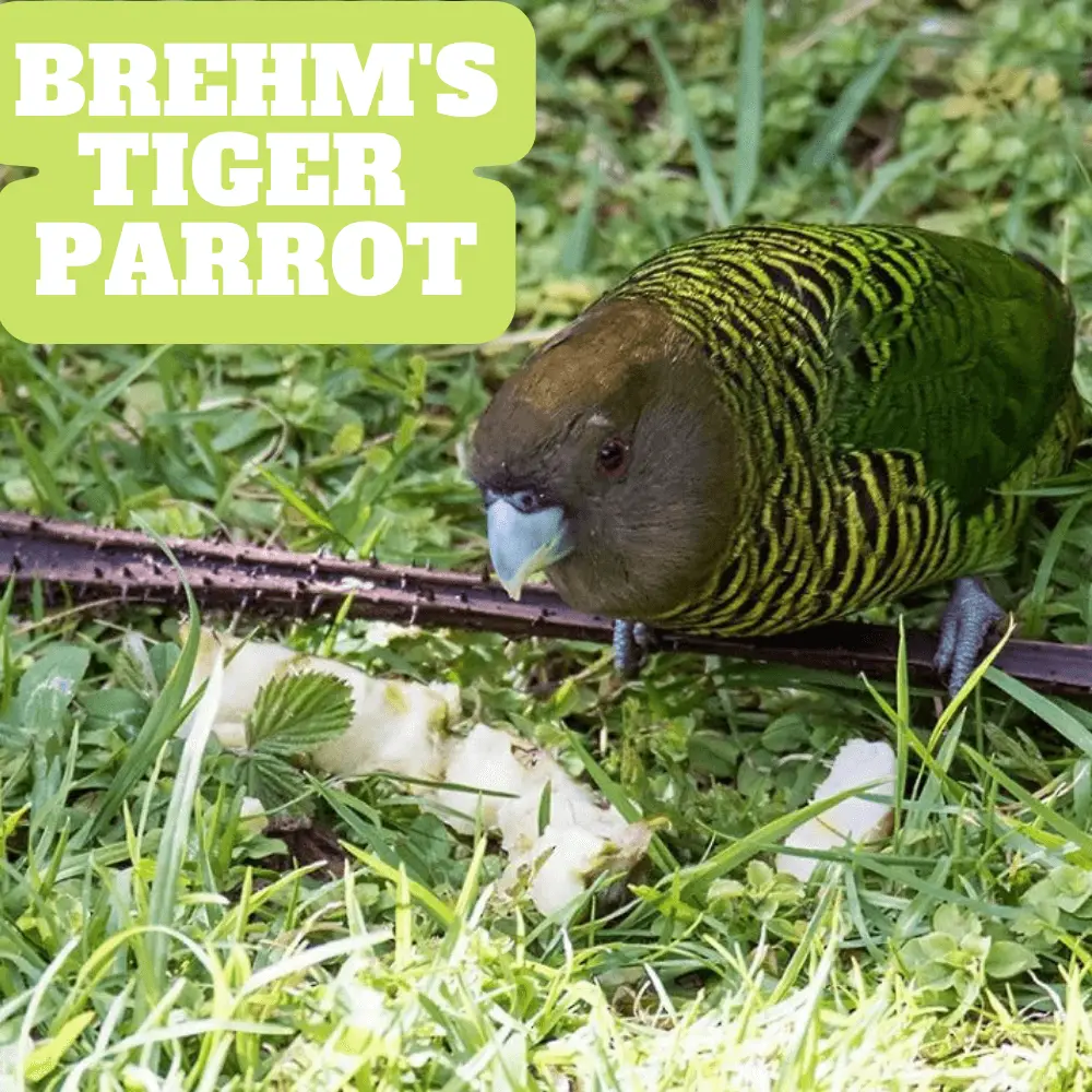 Brehm's Tiger Parrot