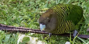 Brehms Tiger Parrot