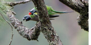 Derbyan Parakeet