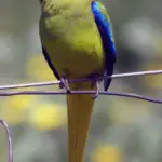 Elegant Parrot