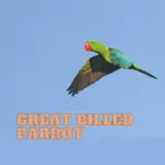 Great billed Parrot