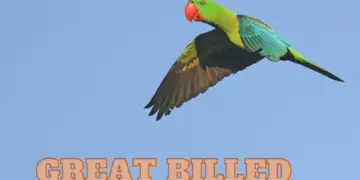 Great billed Parrot