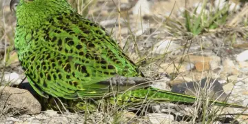 Ground Parrot