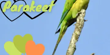 Long tailed Parakeet