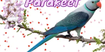 Malabar Parakeet