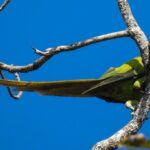 Nicobar Parakeet