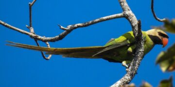 Nicobar Parakeet