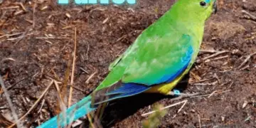 Orange bellied Parrot