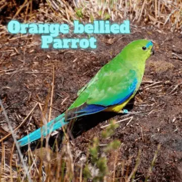 Orange bellied Parrot - Subspecies Distribution Breeding Habitat Diet