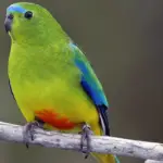 Orange bellied Parrot