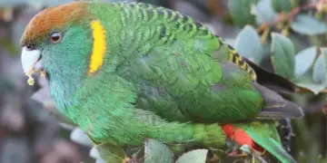 Painted Tiger Parrot