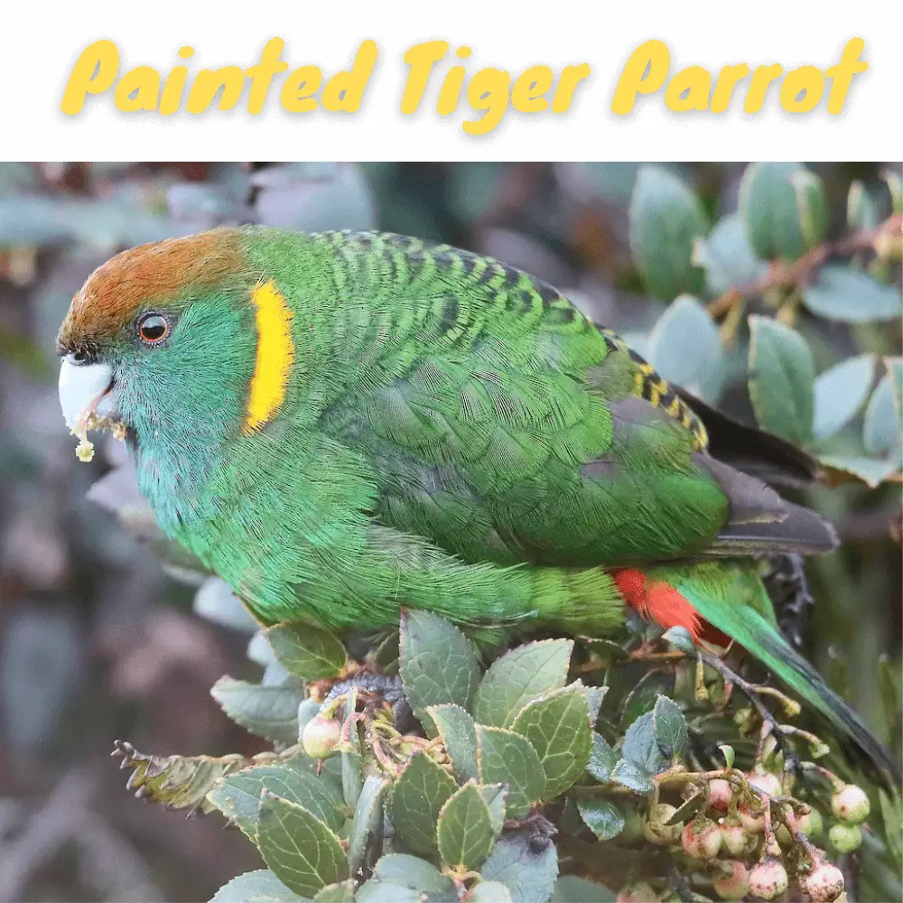 Painted Tiger Parrot