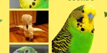 Parakeet Sounds