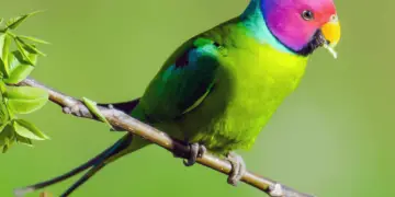 Plum headed Parakeet