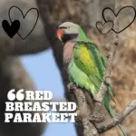Red breasted Parakeet