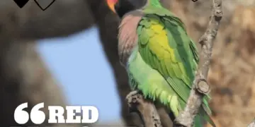 Red breasted Parakeet